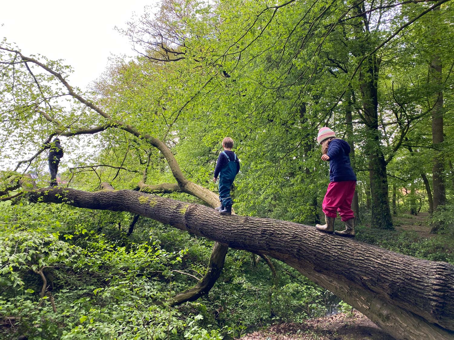 frischluftkinder_muenster_naturgruppe_walderkundung_baumbalancieren
