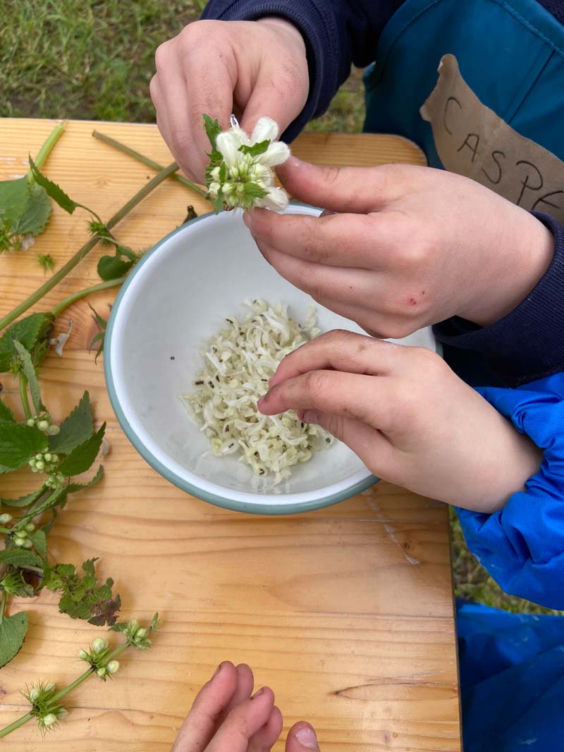 frischluftkinder_muenster_wildnisgruppe_blueten_ernten
