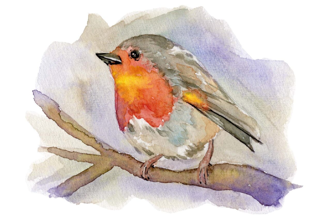 NaturaFelicitas_Rotkehlchen_illustration_muenster-1200x851