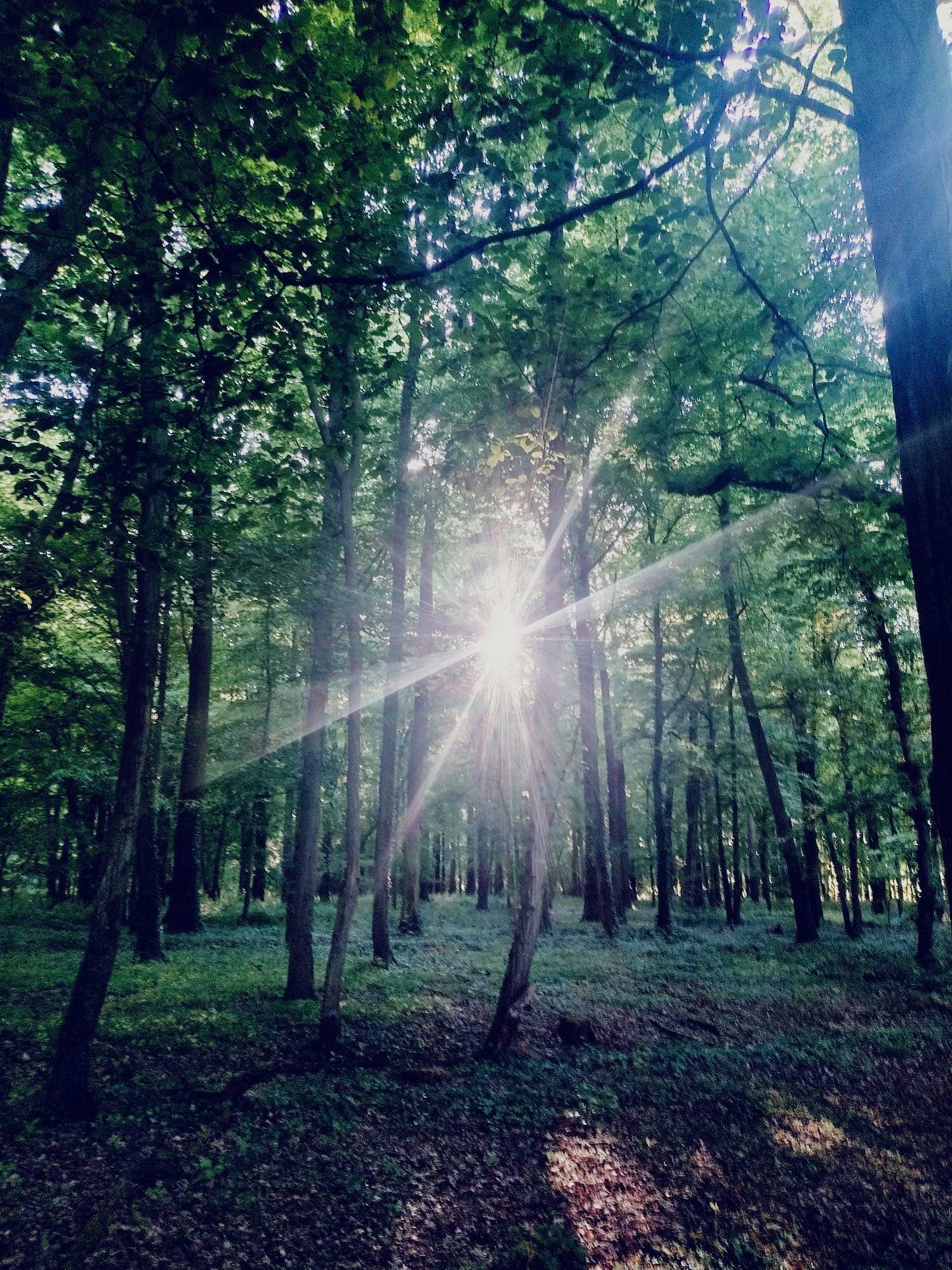 frischluftkinder_frauen_naturgruppe_muenster_waldsonne
