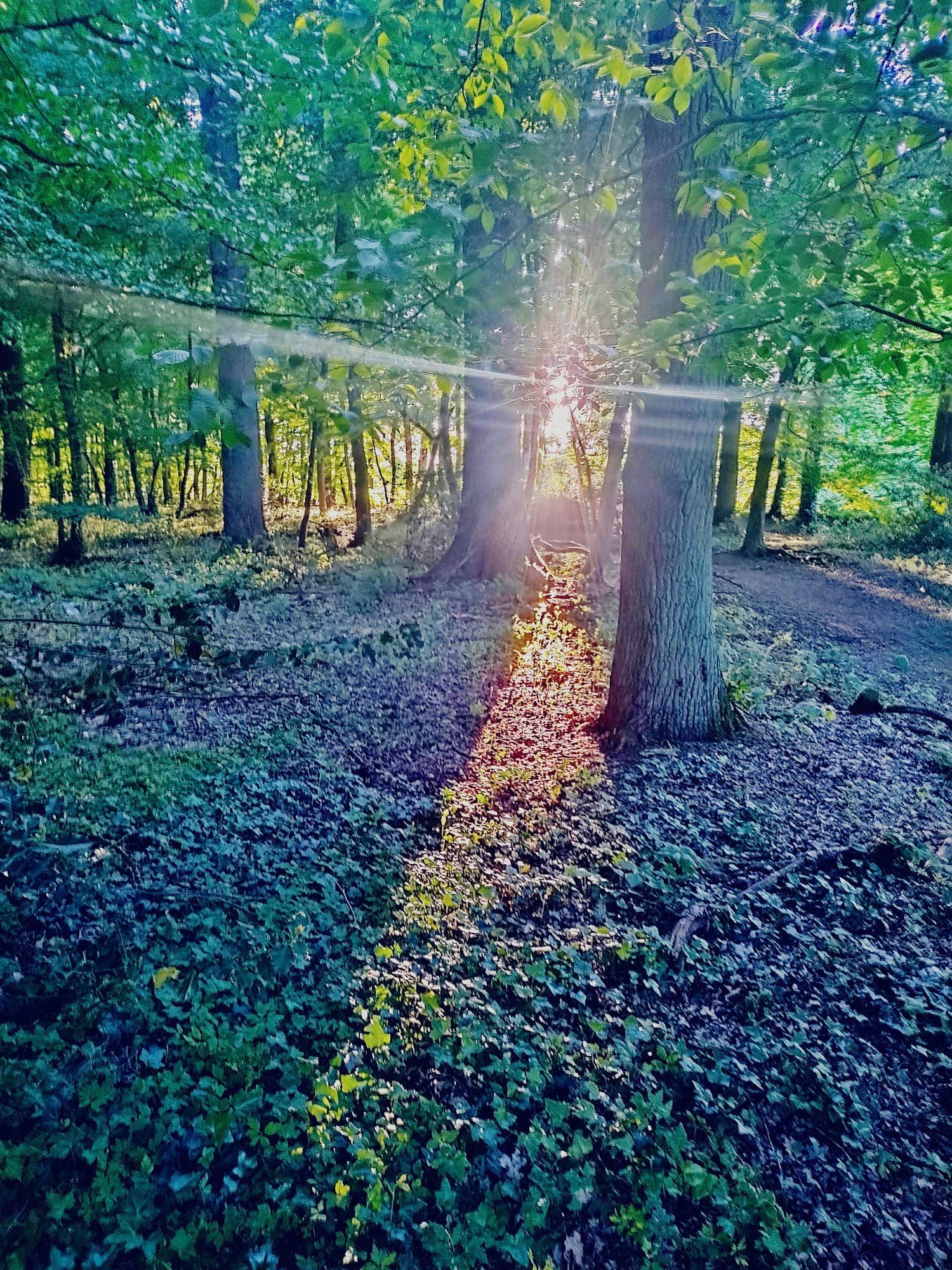 frischluftkinder_frauen_naturgruppe_muenster_waldsonne_2