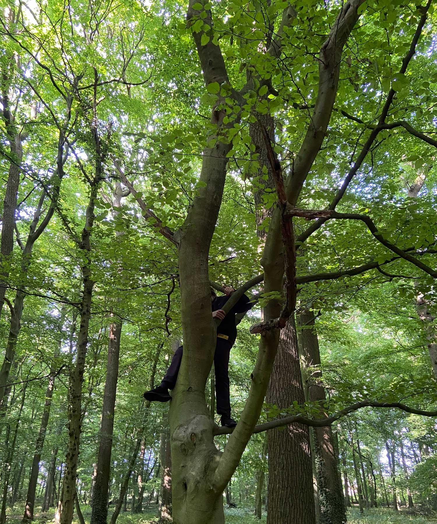 frischluftkinder_muenster_tweens_baum_klettern