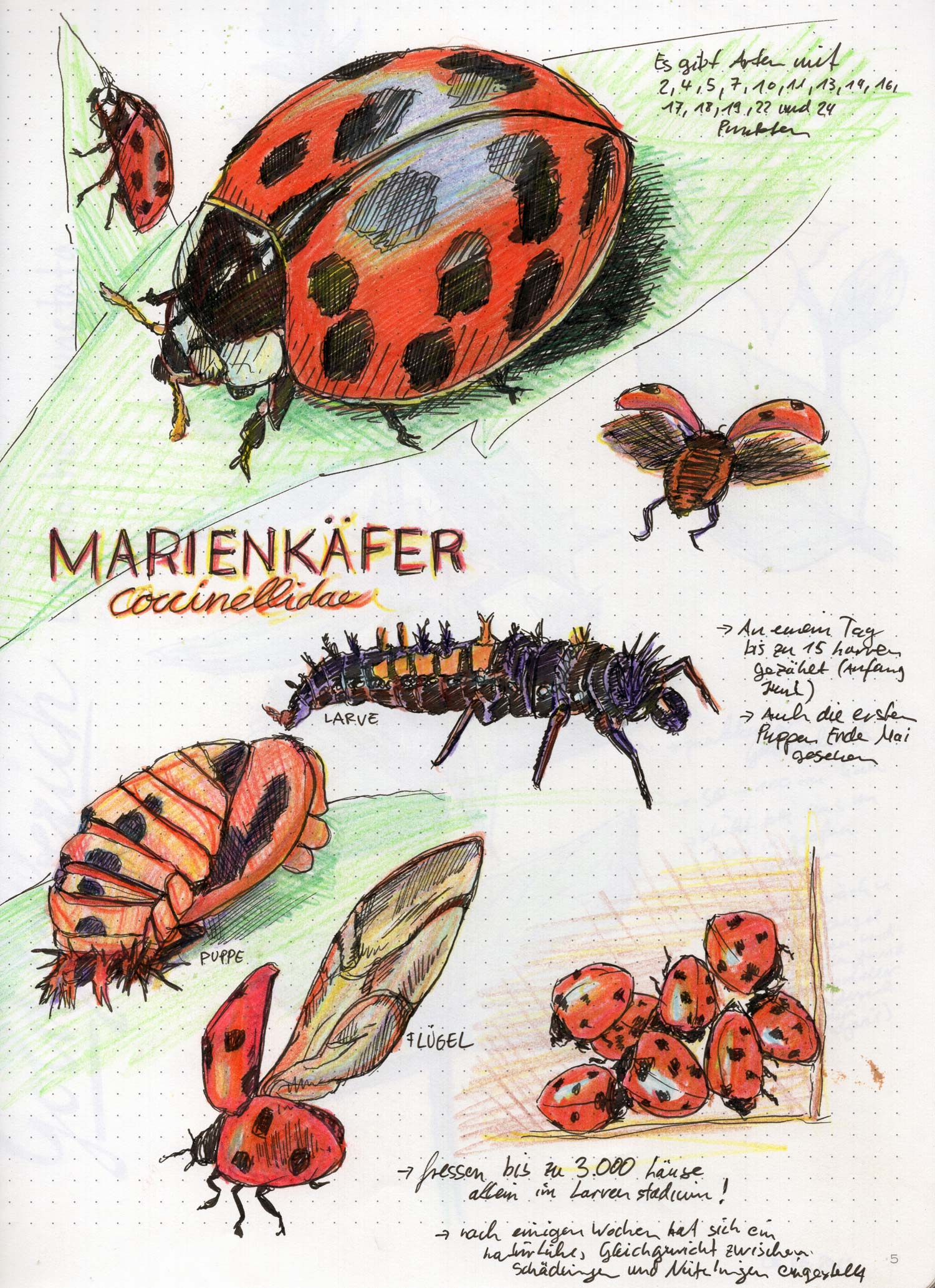 marienkaefer_illustration