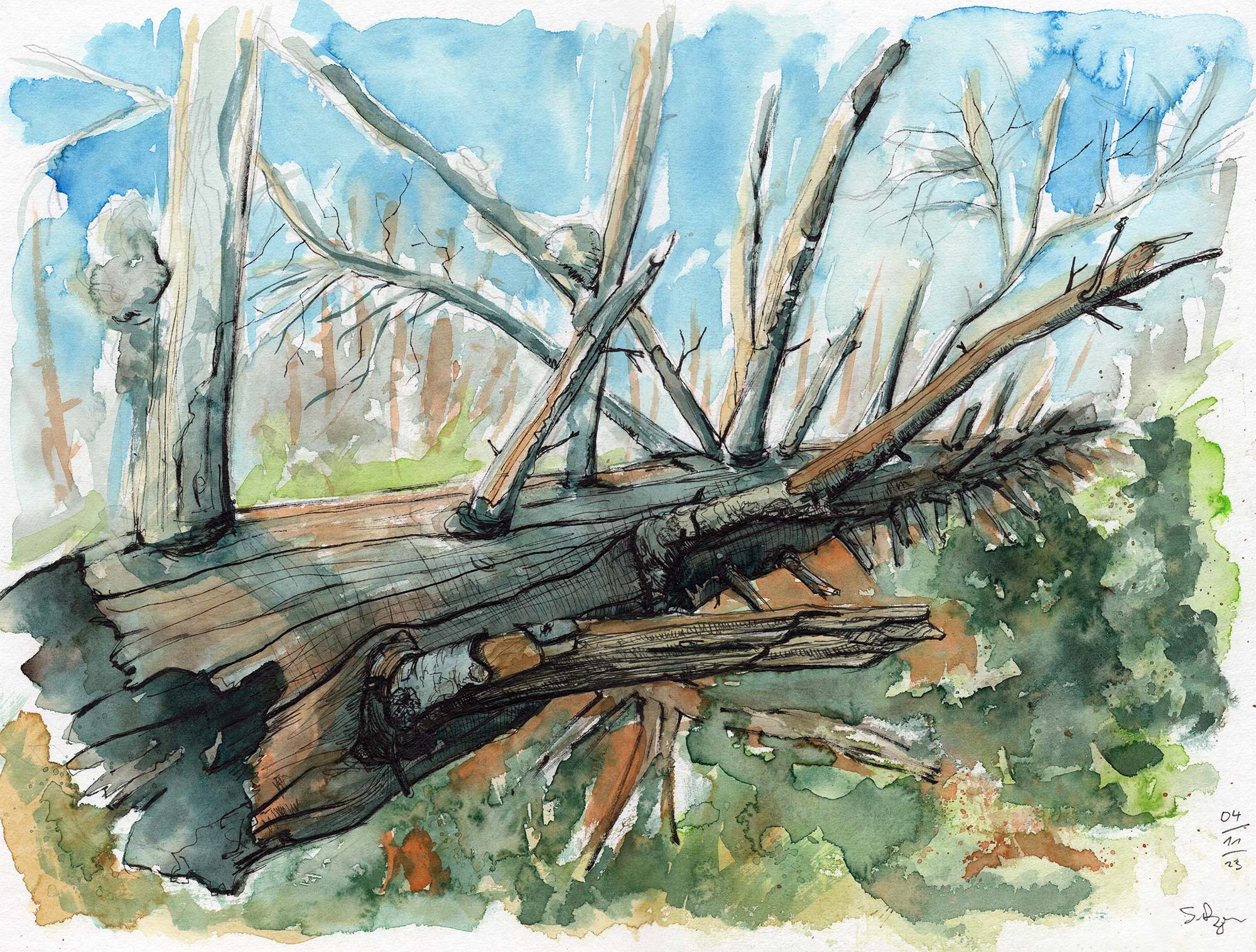 natur_landschaft_stillleben_harz_fichten_aquarell