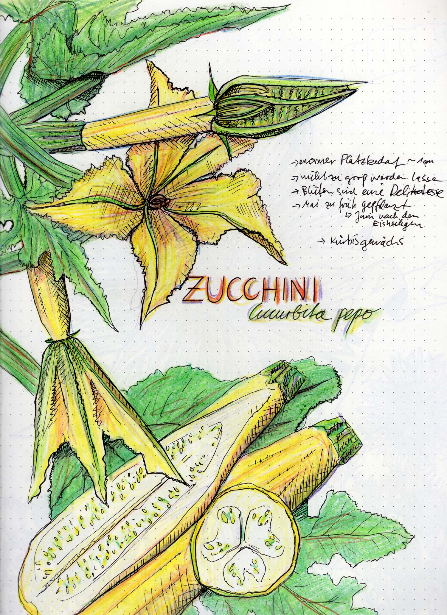 zucchini_illustration