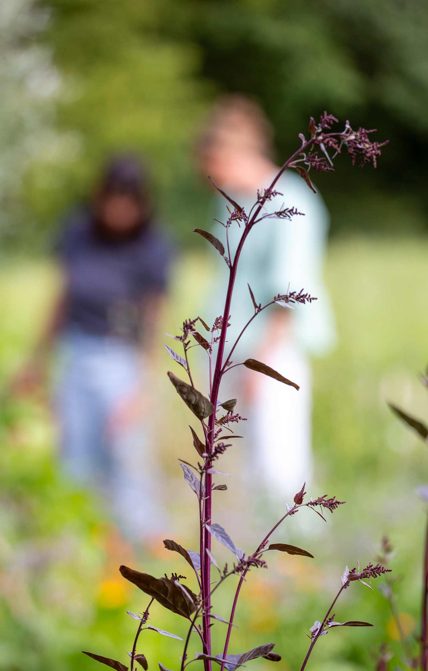 wildes_schlemmen_muenster_sommer_2026_im_bauerngarten